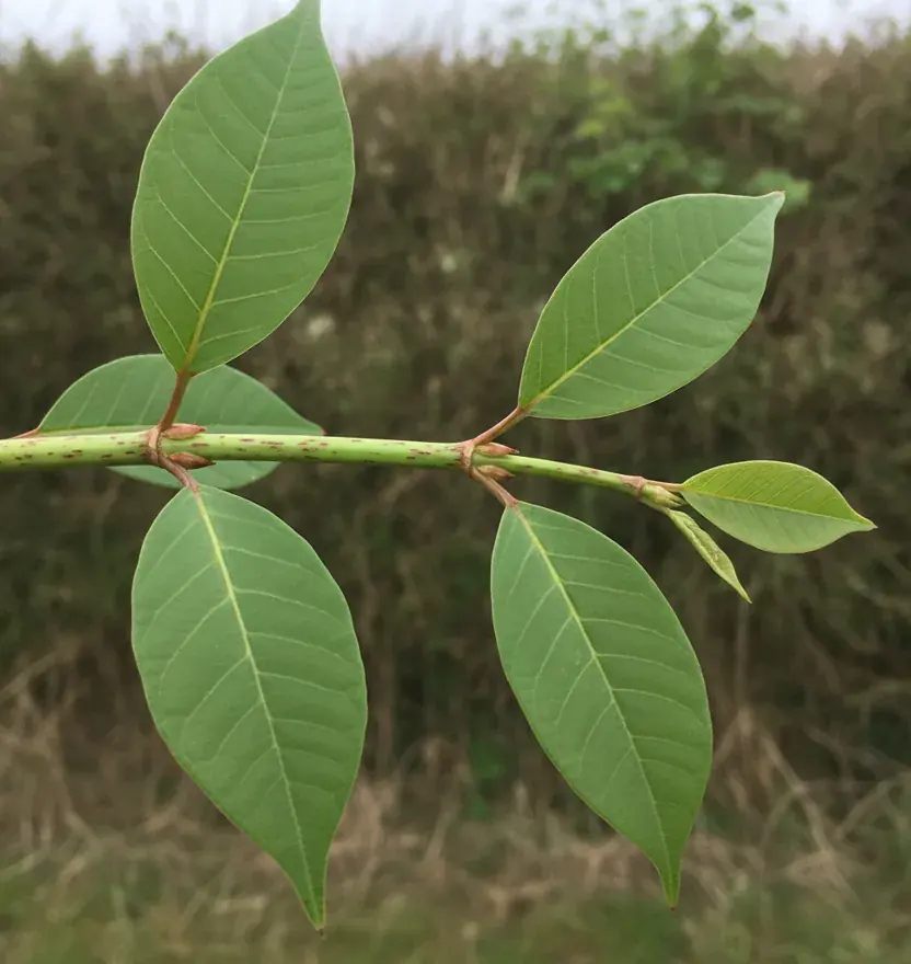 Close-up of a Japanese knotweed leaf — shield-shaped with a flat base and pointed tip.